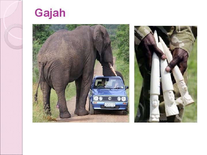 Gajah Gajah