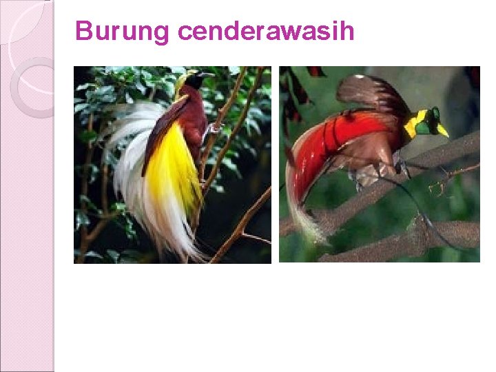 Burung cenderawasih Burung cenderawasih