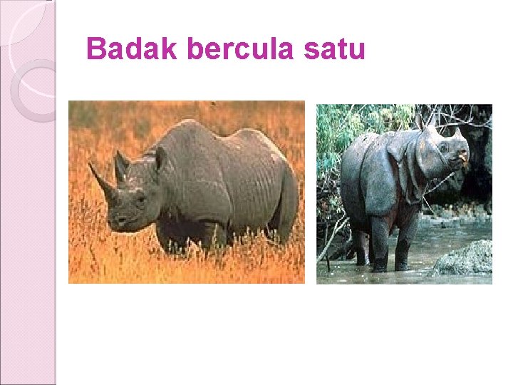 Badak bercula satu Badak bercula satu