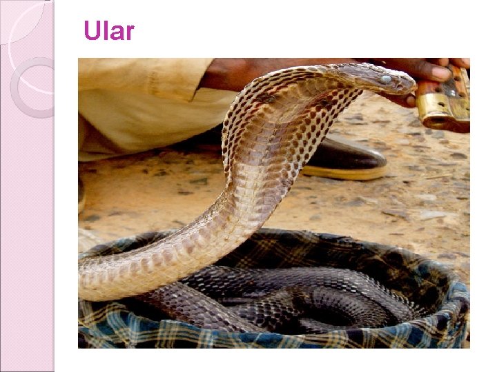 Ular Ular