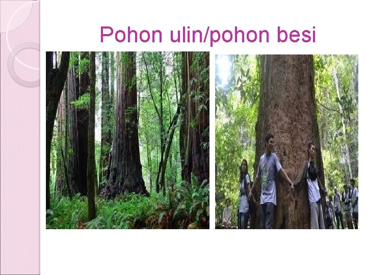 Pohon ulin/pohon besi Pohon ulin/pohon besi