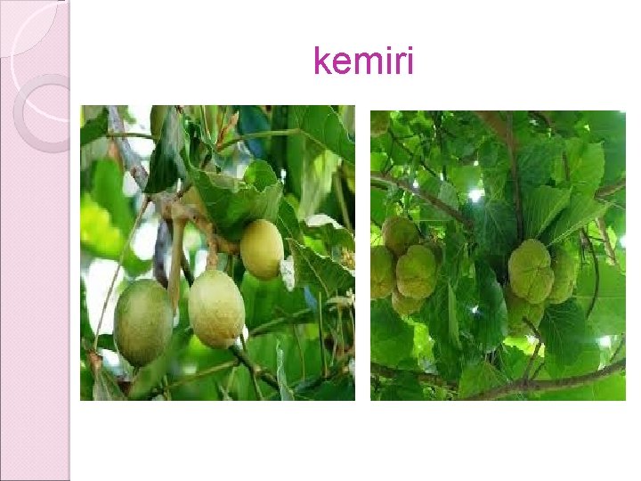 kemiri kemiri