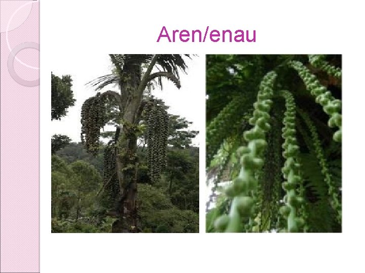 Aren/enau Aren/enau