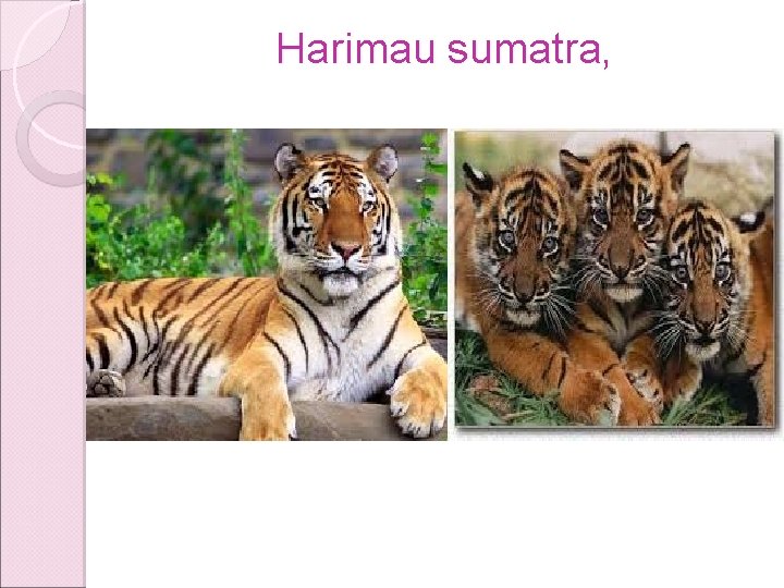 Harimau sumatra, Harimau sumatra,