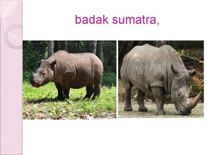 badak sumatra, badak sumatra,