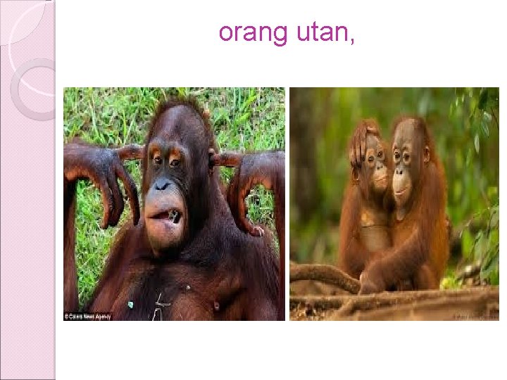 orang utan, orang utan,
