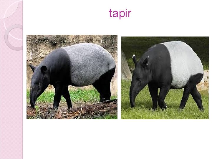 tapir tapir