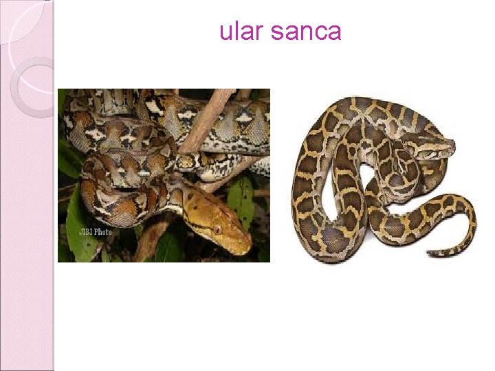 ular sanca ular sanca