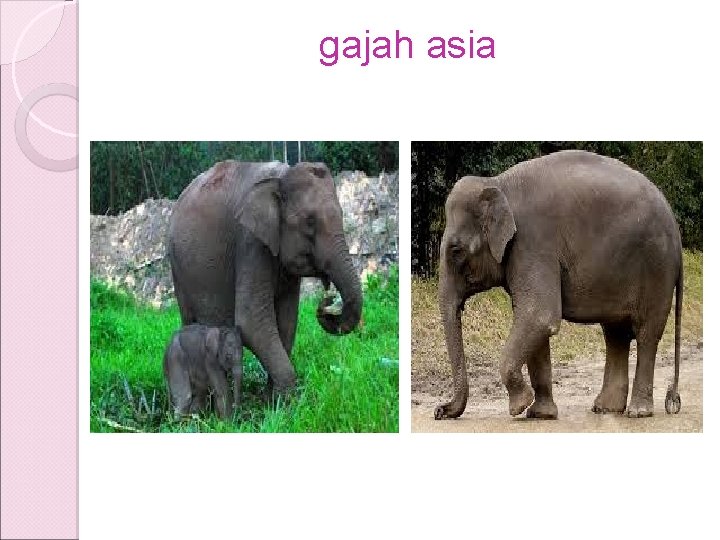 gajah asia gajah asia