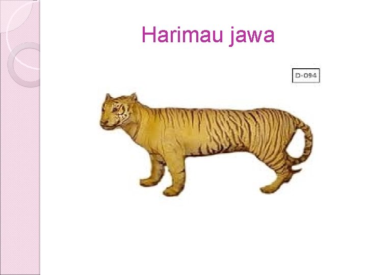 Harimau jawa Harimau jawa