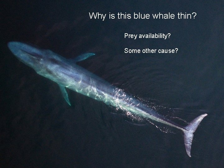 Why is this blue whale thin? Emerging Technologi es Prey availability? Some other cause?