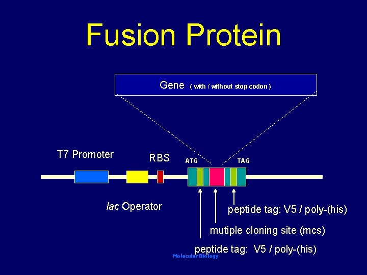 Fusion Protein Gene T 7 Promoter RBS ( with / without stop codon )