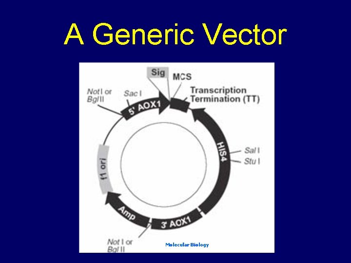 A Generic Vector Molecular Biology 