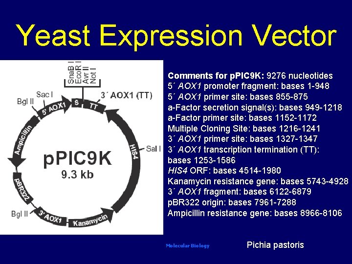 Yeast Expression Vector Comments for p. PIC 9 K: 9276 nucleotides 5´ AOX 1
