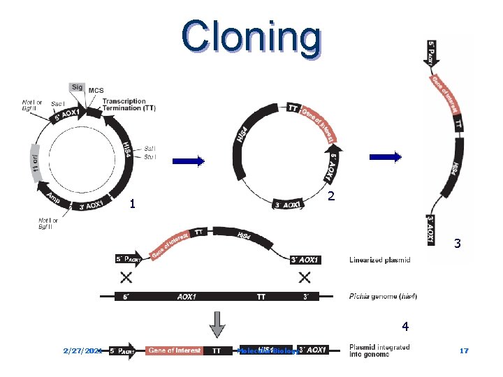 Cloning 2 1 3 4 2/27/2021 Molecular Biology 17 