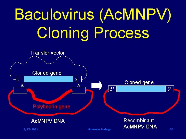 Baculovirus (Ac. MNPV) Cloning Process Transfer vector Cloned gene 5’ 3’ x x Cloned