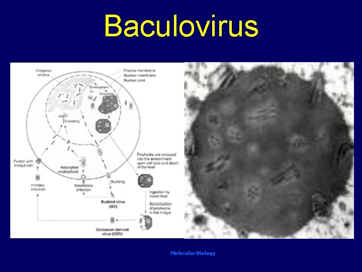 Baculovirus Molecular Biology 