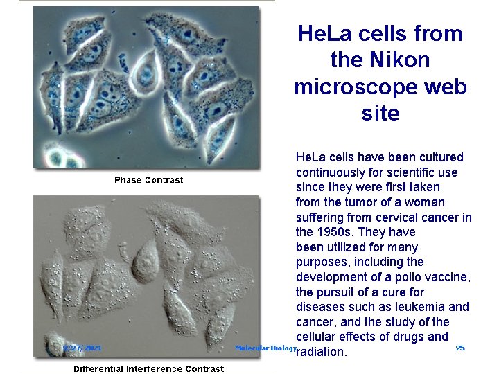 He. La cells from the Nikon microscope web site 2/27/2021 He. La cells have