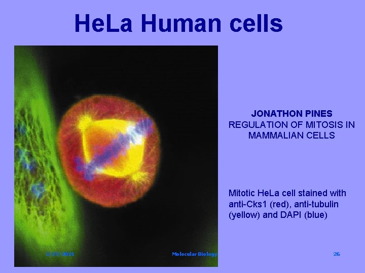 He. La Human cells JONATHON PINES REGULATION OF MITOSIS IN MAMMALIAN CELLS Mitotic He.