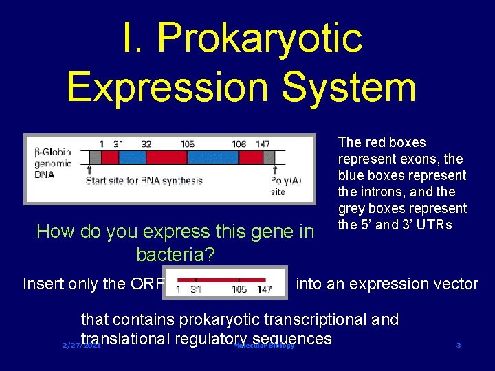 I. Prokaryotic Expression System How do you express this gene in bacteria? Insert only