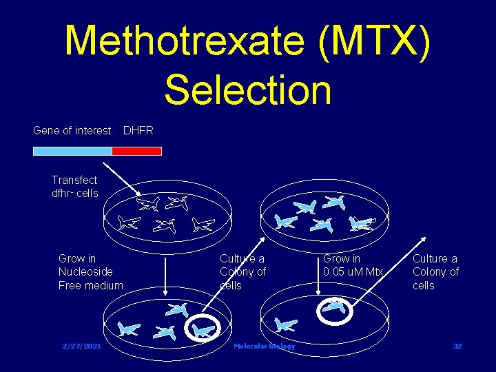 Methotrexate (MTX) Selection Gene of interest DHFR Transfect dfhr- cells Grow in Nucleoside Free