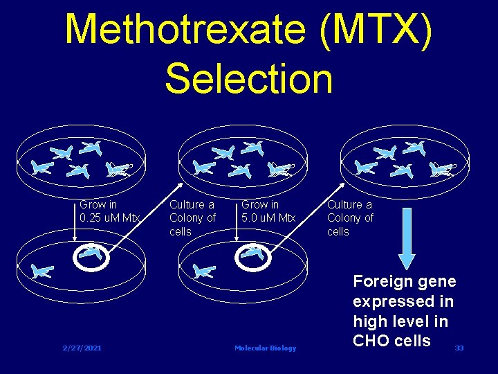 Methotrexate (MTX) Selection Grow in 0. 25 u. M Mtx 2/27/2021 Culture a Colony