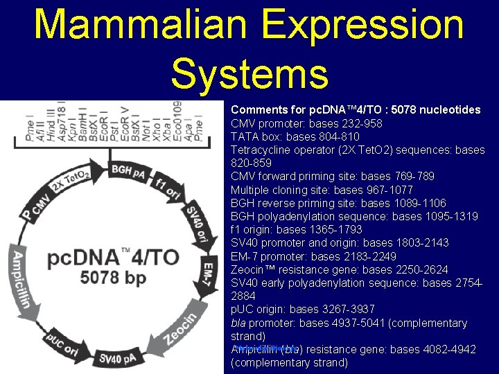 Mammalian Expression Systems Comments for pc. DNA™ 4/TO : 5078 nucleotides CMV promoter: bases