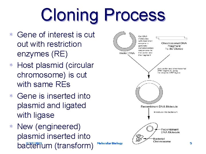 Cloning Process Gene of interest is cut out with restriction enzymes (RE) * Host