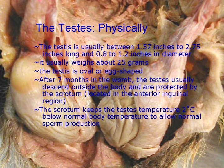 The Testes: Physically ~The testis is usually between 1. 57 inches to 2. 75