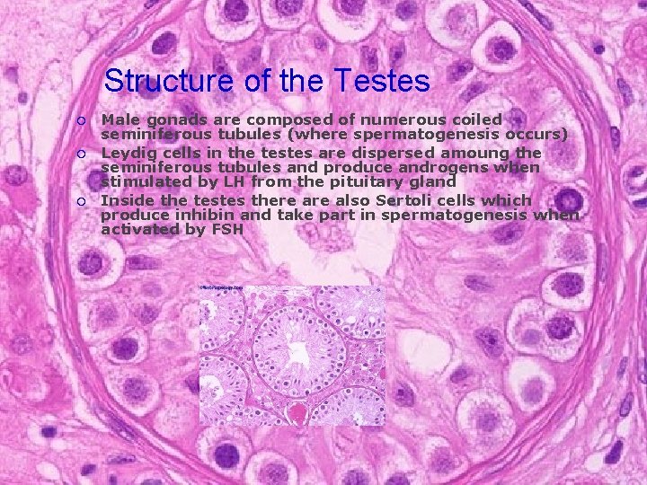 Structure of the Testes ¡ ¡ ¡ Male gonads are composed of numerous coiled