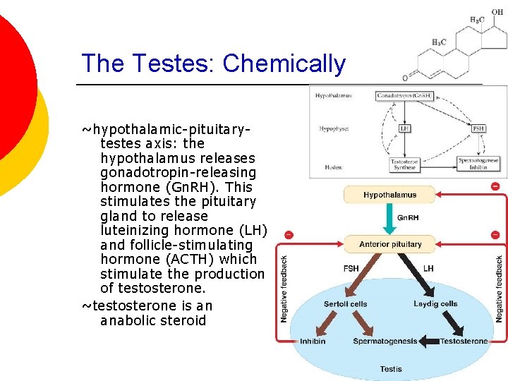 The Testes: Chemically ~hypothalamic-pituitarytestes axis: the hypothalamus releases gonadotropin-releasing hormone (Gn. RH). This stimulates