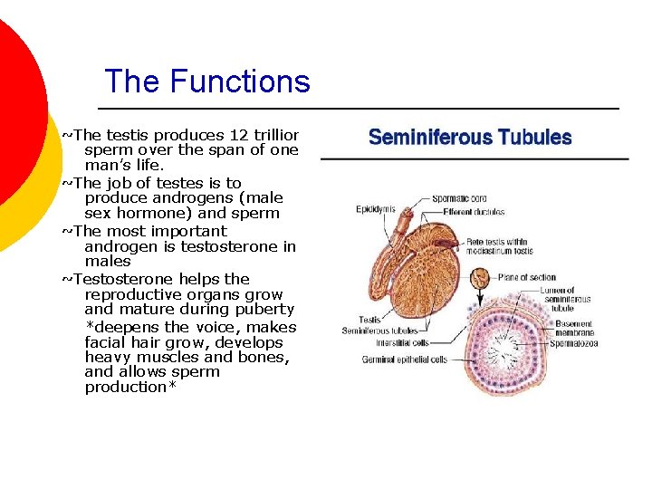 The Functions ~The testis produces 12 trillion sperm over the span of one man’s