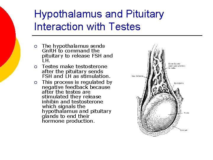 Hypothalamus and Pituitary Interaction with Testes ¡ ¡ ¡ The hypothalamus sends Gn. RH