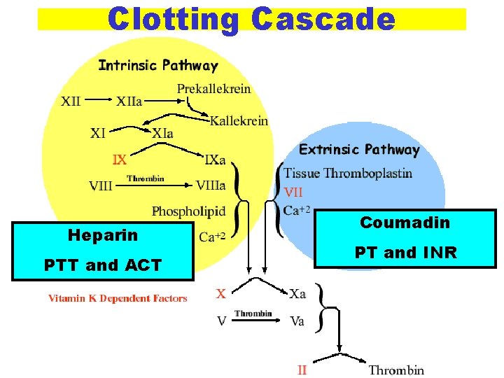 Clotting Cascade Heparin PTT and ACT Coumadin PT and INR 