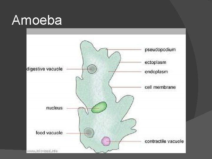 Amoeba 