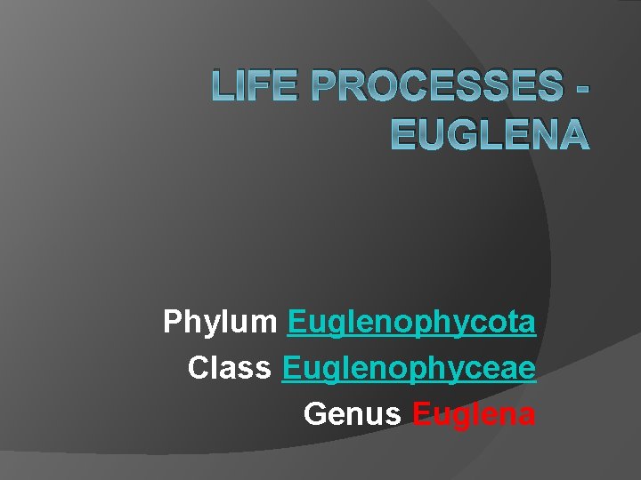 LIFE PROCESSES EUGLENA Phylum Euglenophycota Class Euglenophyceae Genus Euglena 