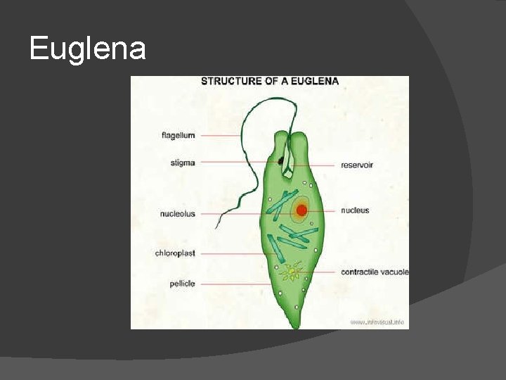 Euglena 