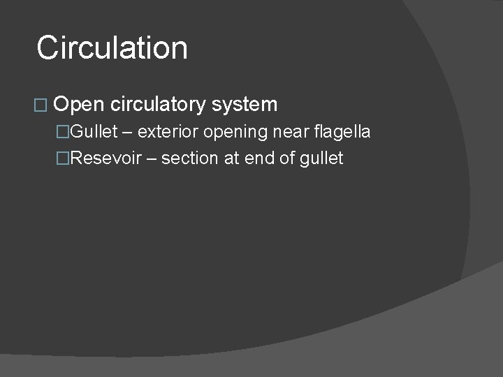 Circulation � Open circulatory system �Gullet – exterior opening near flagella �Resevoir – section