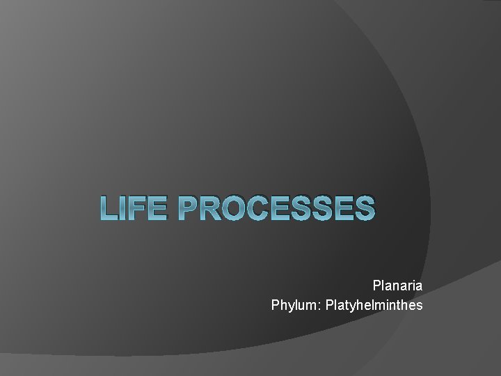 LIFE PROCESSES Planaria Phylum: Platyhelminthes 