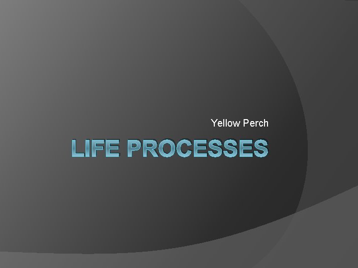 Yellow Perch LIFE PROCESSES 