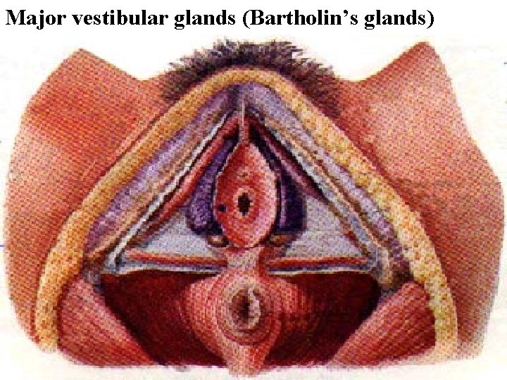 Major vestibular glands (Bartholin’s glands) 