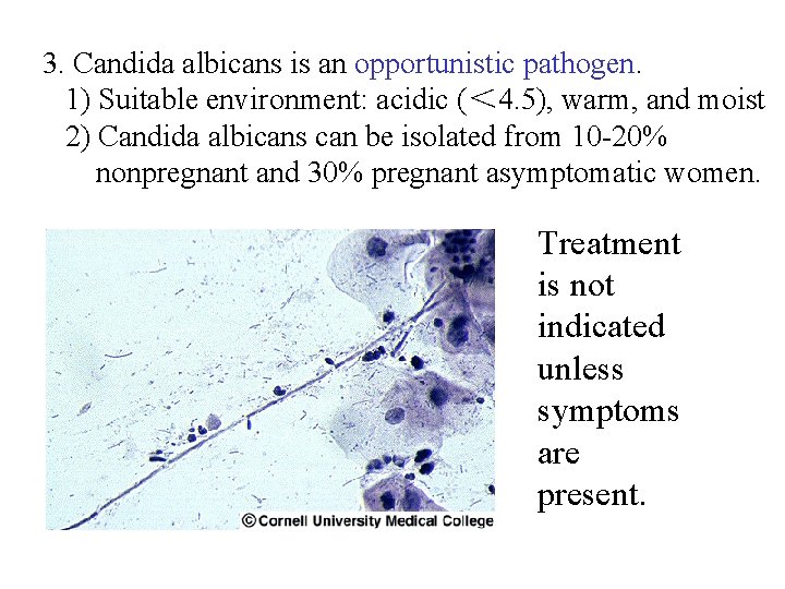 3. Candida albicans is an opportunistic pathogen. 1) Suitable environment: acidic (＜ 4. 5),