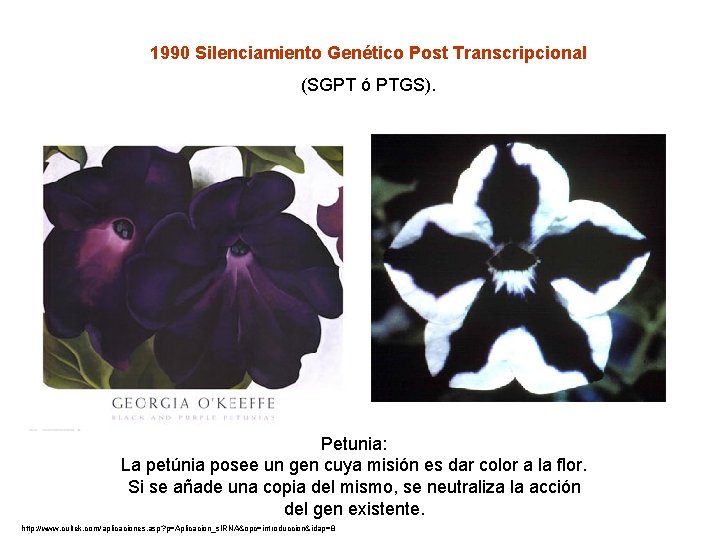 1990 Silenciamiento Genético Post Transcripcional (SGPT ó PTGS). Petunia: La petúnia posee un gen