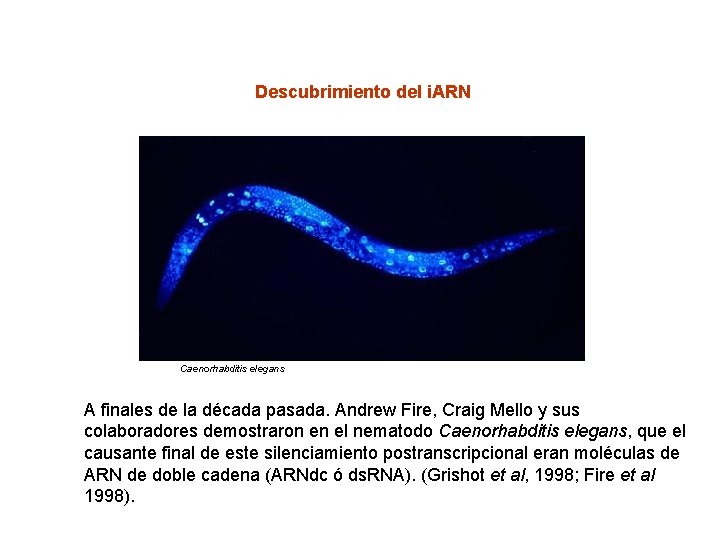 Descubrimiento del i. ARN Caenorhabditis elegans A finales de la década pasada. Andrew Fire,
