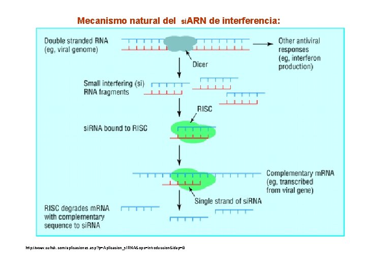 Mecanismo natural del si. ARN de interferencia: http: //www. cultek. com/aplicaciones. asp? p=Aplicacion_s. IRNA&opc=introduccion&idap=8