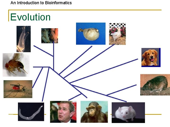 An Introduction to Bioinformatics Evolution 6 
