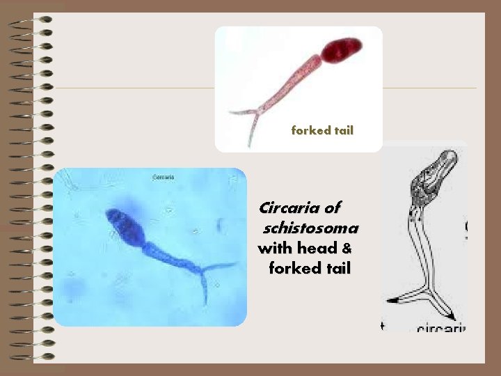 forked tail Circaria of schistosoma with head & forked tail 