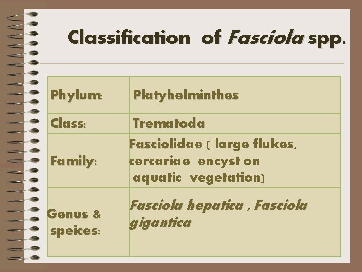 Classification of Fasciola spp. Phylum: Platyhelminthes Class: Trematoda Fasciolidae ( large flukes, cercariae encyst