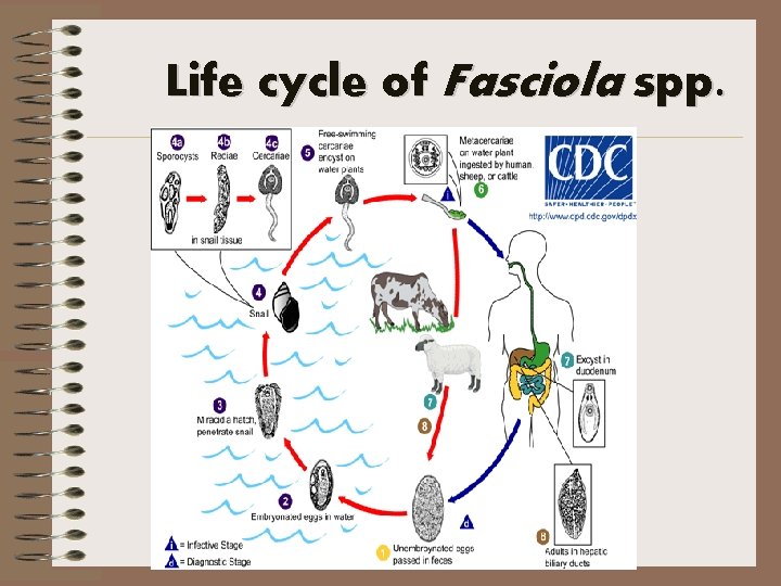 Life cycle of Fasciola spp. 