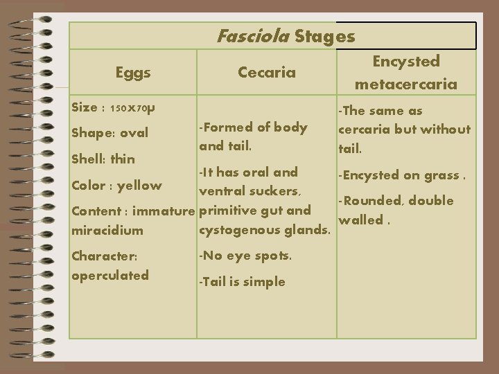 Fasciola Stages Eggs Cecaria Size : 150 x 70µ Shape: oval Shell: thin -Formed